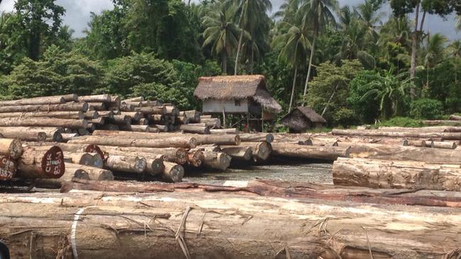 Massiver Holzeinschlag in Papua-Neuguinea