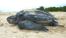 NGO setzt sich in Papua-Neuguinea für den Schutz der Lederschildkröte ein