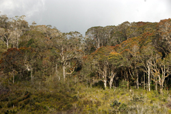 Wald in Westpapua